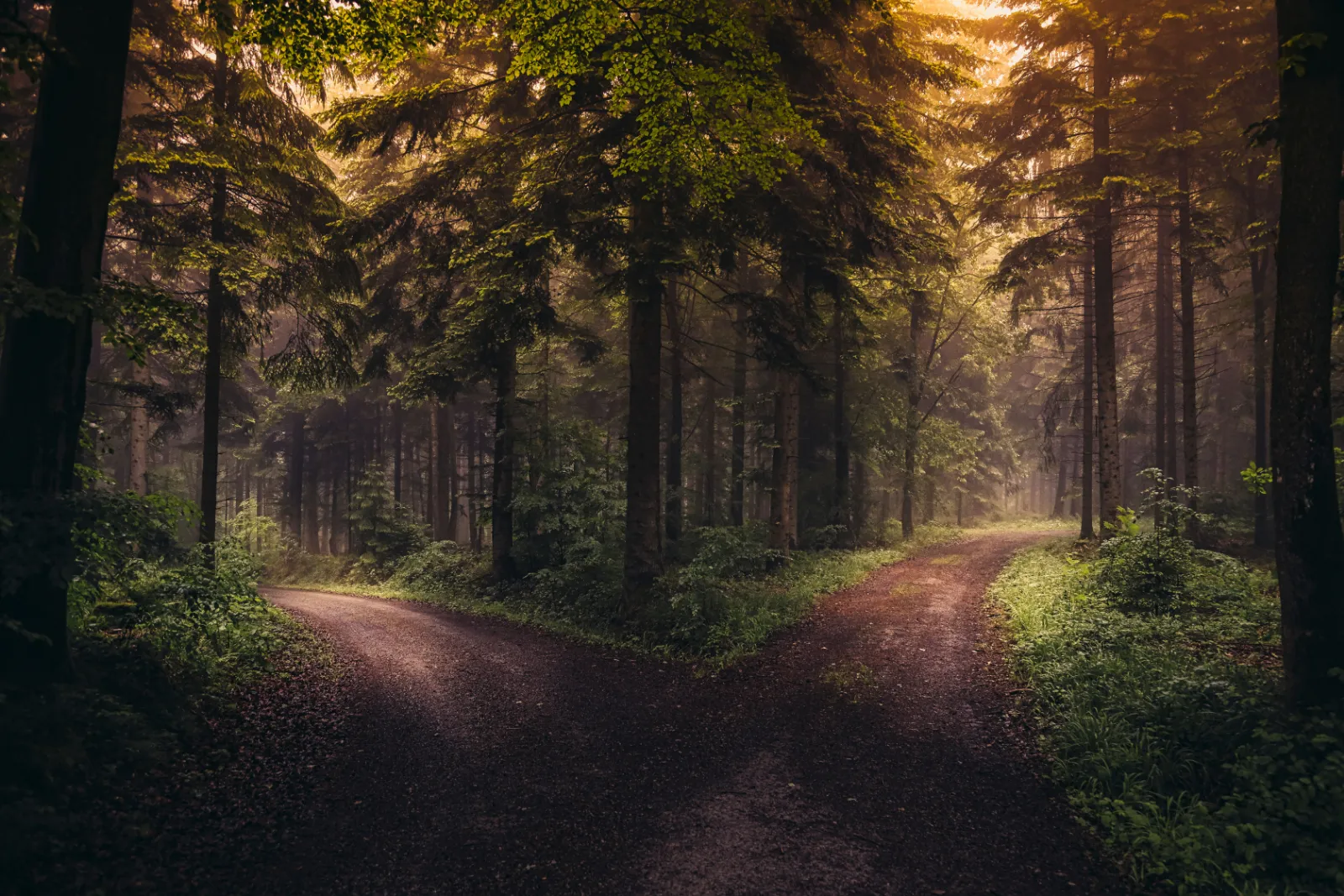 A forest path splitting into two directions in soft morning light